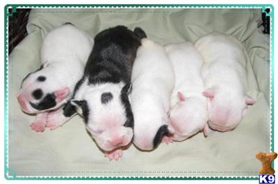 Puppies in KY